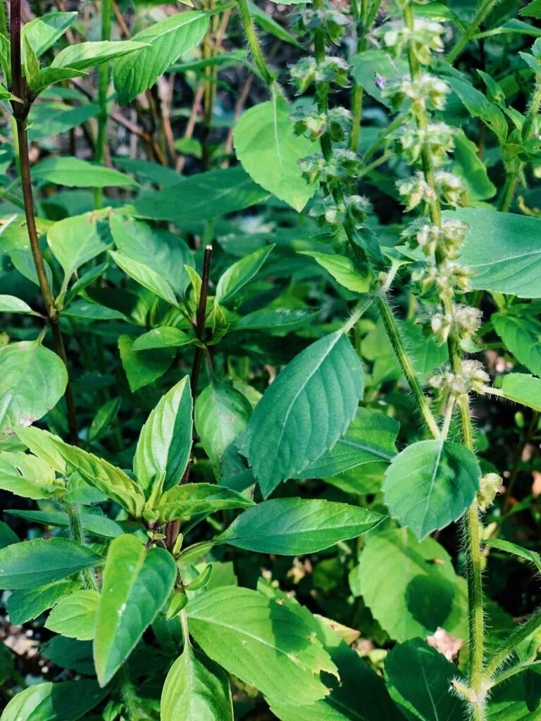 Holy Basil Plant | thai-foodie.com