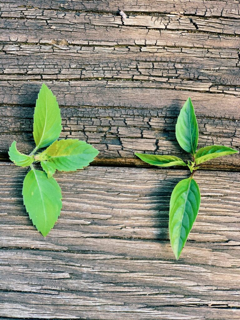 Thai Basil vs. Holy basil | thai-foodie.com