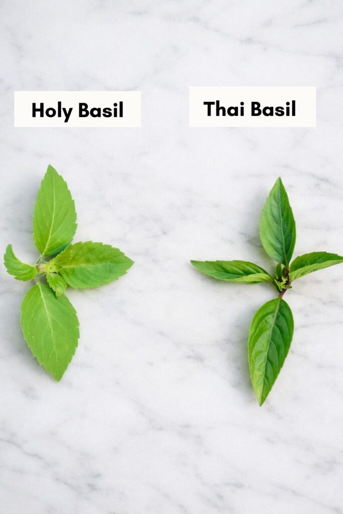 holy basil and thai basil