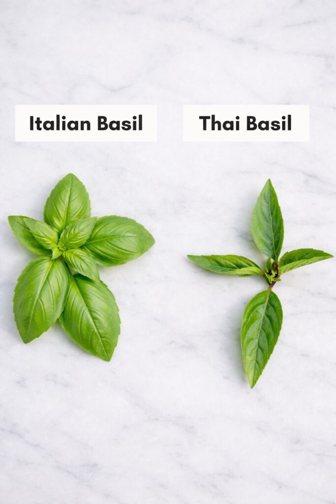 italian basil vs thai basil